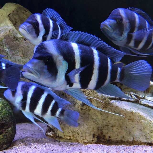 Cyphotilapia gibberosa 'Kitumba'